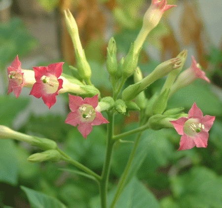 煙草中的抗癌成分 科學(xué)與認(rèn)知的平衡